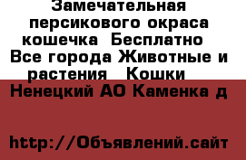 Замечательная персикового окраса кошечка. Бесплатно - Все города Животные и растения » Кошки   . Ненецкий АО,Каменка д.